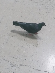 Columba livia domestica