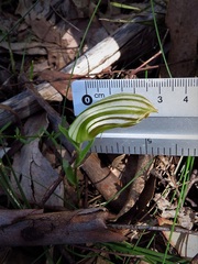 Pterostylis truncata