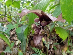 Tacca integrifolia
