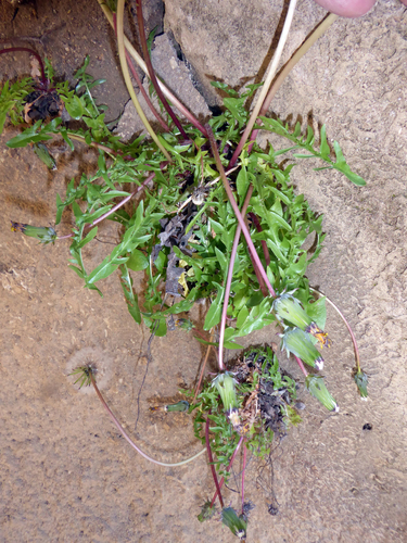 Lambinon's paardenbloem (Taraxacum lambinonii)
