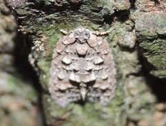 Polylopha epidesma