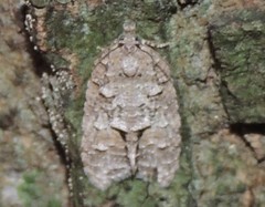 Polylopha epidesma