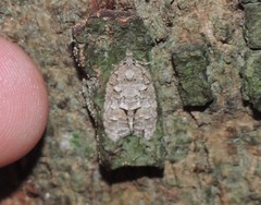 Polylopha epidesma