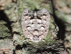 Polylopha epidesma