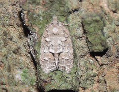 Polylopha epidesma
