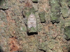 Polylopha epidesma