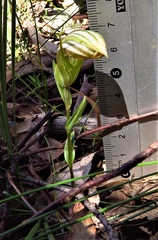 Pterostylis truncata