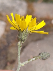 Hieracium glaucinum