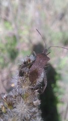 Leptoglossus concaviusculus