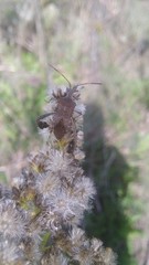 Leptoglossus concaviusculus