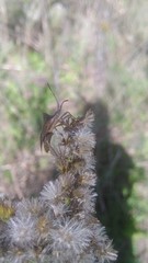 Leptoglossus concaviusculus