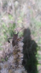 Leptoglossus concaviusculus