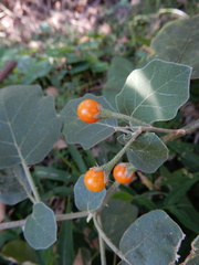 Solanum violaceum