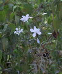 Barleria elegans