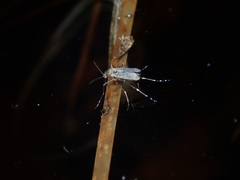 Aedes procax