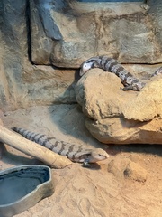 Tiliqua