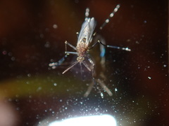 Aedes procax