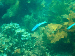 Ptereleotris monoptera