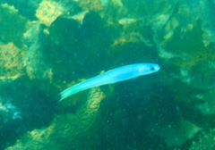 Ptereleotris monoptera