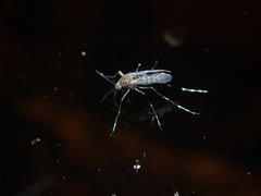 Aedes procax