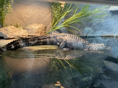 Alligator sinensis
