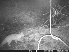 Prionailurus bengalensis