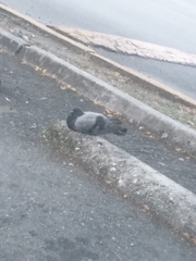 Columba livia domestica