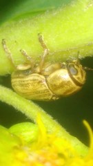 Pachybrachis glyphicus