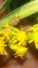 Pachybrachis glyphicus