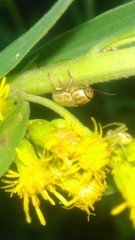 Pachybrachis glyphicus