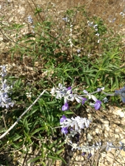 Salvia farinacea
