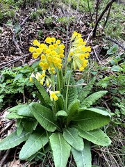 Primula veris