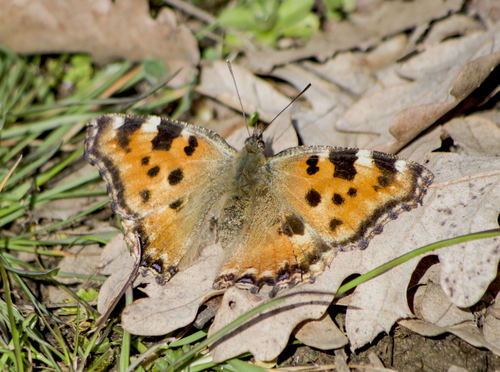 Large Tortoiseshell