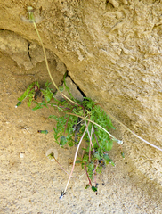 Taraxacum lambinonii