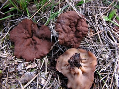 Gyromitra perlata