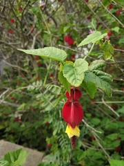 Callianthe megapotamica