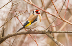 Carduelis carduelis
