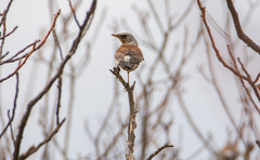 Turdus pilaris