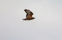 Buteo buteo