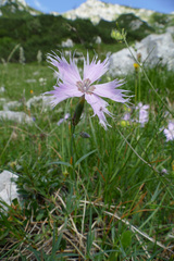 Dianthus sternbergii