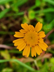 Coleostephus myconis