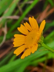 Coleostephus myconis