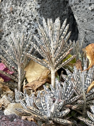Kalanchoe delagoensis
