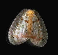 Psychopsidae