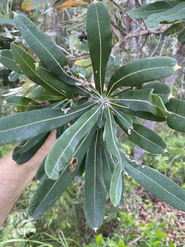 Banksia integrifolia