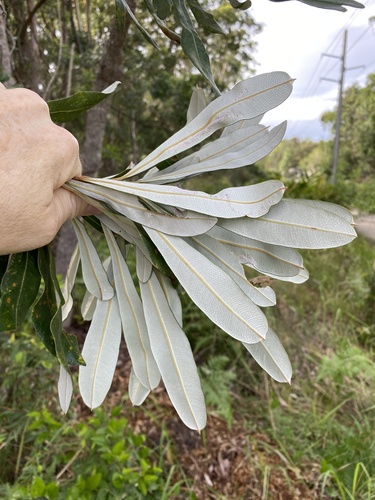 Banksia integrifolia