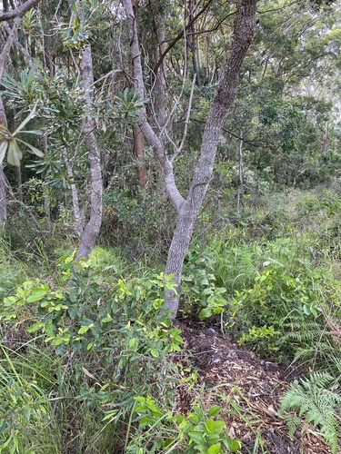 Banksia integrifolia