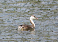 Podiceps cristatus