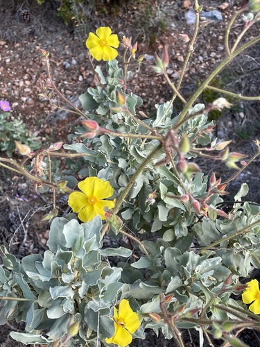 Halimium atriplicifolium