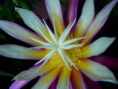 Selenicereus anthonyanus